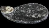 Teardrop Fossil Goniatite Dish - Stoneware #62444-1
